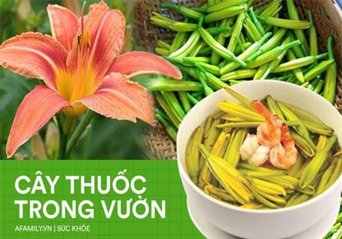 Loại hoa "siêu chảnh" năm nở 1 lần, nửa triệu/kg vẫn cháy hàng nhờ tác dụng chữa mất ngủ, động thai, viêm gan cực hiệu quả