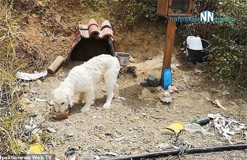 Clip: Chú chó trung thành chờ chủ ở nơi xảy ra tai nạn suốt 18 tháng