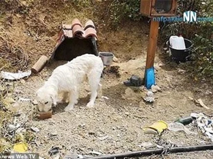 Clip: Chú chó trung thành chờ chủ ở nơi xảy ra tai nạn suốt 18 tháng