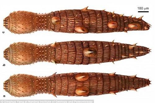 Phát hiện "quái vật" giun cổ đại mình đầy gai nhọn