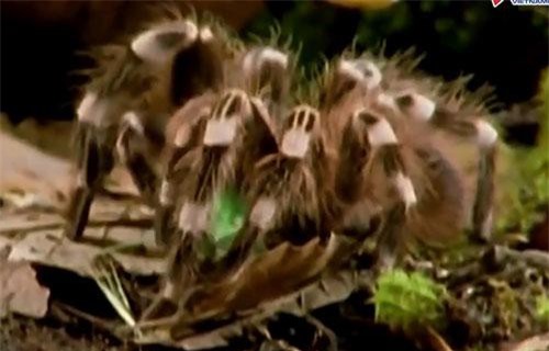 Clip: 'Sát thủ' nhện cực độc vùng Amazon đoạt mạng con mồi trong tích tắc