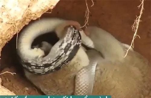 CLIP: Lười Loris và rắn đại chiến giành địa bàn