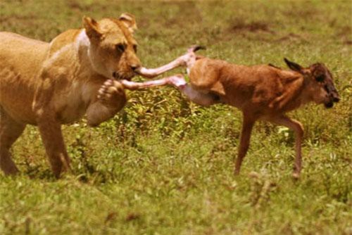 CLIP: Sư tử ‘đùa giỡn’ với mạng sống của linh dương con