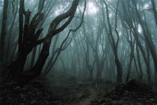 Sự thật ma quái trong "khu rừng gào thét" không ai bén mảng