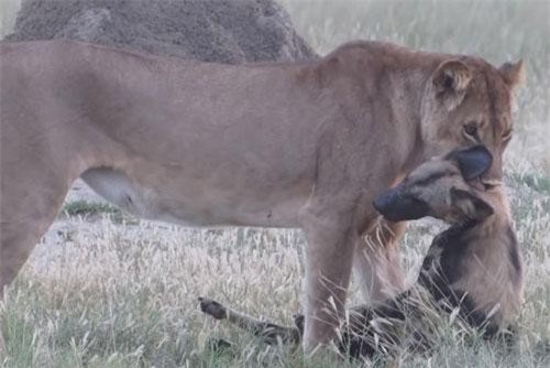 Chó hoang châu Phi diễn xuất, thoát nanh vuốt sư tử tài tình