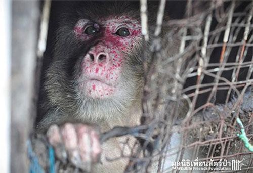 Chú khỉ 25 năm mắc kẹt ở “địa ngục trần gian”