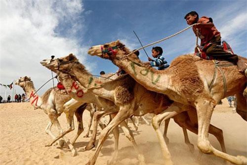 Kỳ thú cuộc đua lạc đà của những cậu bé giữa sa mạc Ai Cập