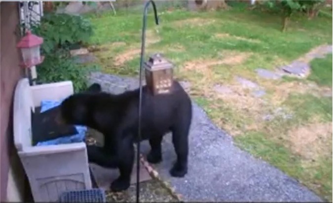 Clip: Hốt hoảng khi phát hiện gấu nâu đột nhập vào nhà dân