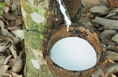 Thăng trầm xuất khẩu cao su