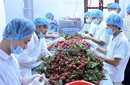 Xuất khẩu nông sản vào thị trường khối CPTPP: Dễ mà khó