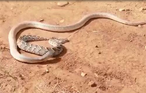 CLIP: Rắn hổ lục châu Phi nhận cái kết đắng khi chạm mặt rắn hổ mang