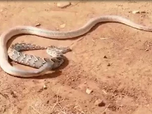 CLIP: Rắn hổ lục châu Phi nhận cái kết đắng khi chạm mặt rắn hổ mang
