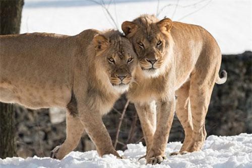 Ảnh đẹp: Hổ, báo, sói... nô đùa trên tuyết trắng