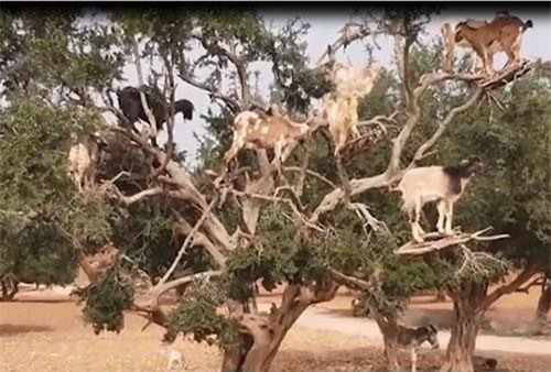 Clip: Sự thật cay đắng về những chú dê 'đậu' trên cây