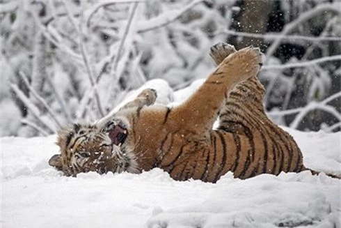 Ảnh đẹp: Hổ, báo, sói... nô đùa trên tuyết trắng - ảnh 2