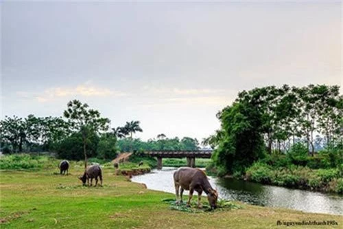 Bộ ảnh đồng quê Bắc Bộ khiến ai cũng phải nhớ nhà