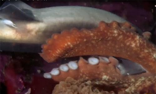 Clip: Bạch tuộc khổng lồ dùng xúc tu giết chết cá mập trong nháy mắt