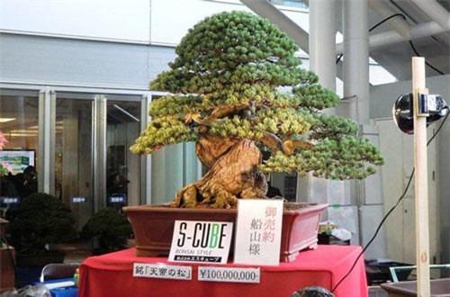 Hóa ra đây là lý do cây bonsai bé bằng bàn tay nhưng giá cả triệu đô