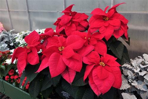 5 loại cây cản lộc, trồng trong nhà bảo sao nghèo vẫn hoàn nghèo