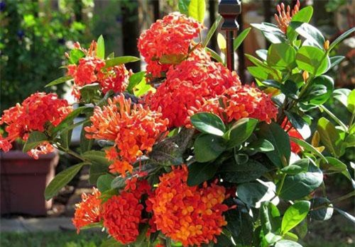 Kỹ thuật trồng và chăm sóc mẫu đơn ta cho hoa nở quanh năm