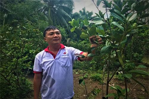 Bến Tre: Cherry Nam Mỹ thích nghi xứ dừa