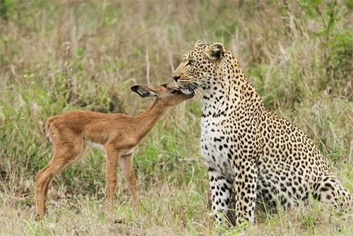 Báo hoa mai thản nhiên chơi đùa với con mồi. Báo hoa mai thản nhiên chơi đùa với con mồi.