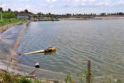 Người dân thua lỗ tiền tỷ từ ương cá tra giống