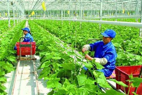 Thúc đẩy doanh nghiệp đầu tư vào nông nghiệp