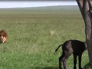 CLIP: Nghé con lạc mẹ đối đầu sư tử và cái kết