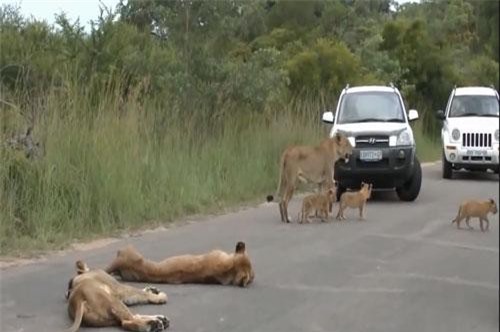 CLIP: Đàn sư tử kéo nhau ra nằm giữa đường "ăn vạ"