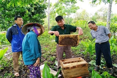 Hộ tham gia mô hình đang tiến hành kiểm tra ong giống.