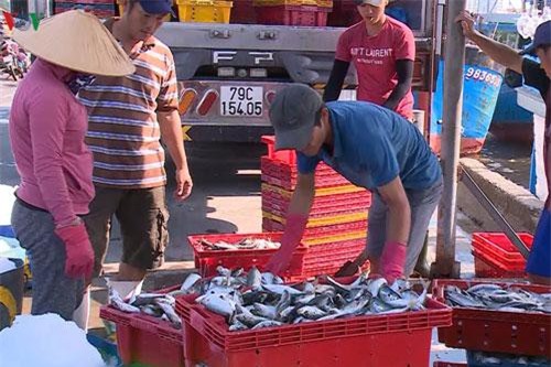 Ngư dân miền Trung trúng đậm mùa cá nục biển