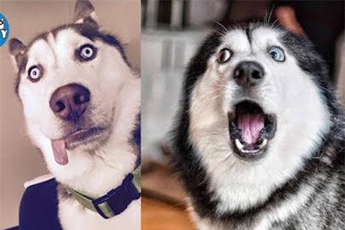 CLIP: Những hành động ‘siêu ngốc’ nhưng lại cực kỳ đáng yêu của cún cưng