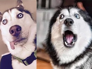 CLIP: Những hành động ‘siêu ngốc’ nhưng lại cực kỳ đáng yêu của cún cưng