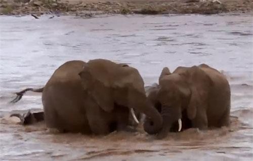 Clip: Voi mẹ bất lực nhìn đàn con bị dòng nước cuốn trôi và cái kết cảm động