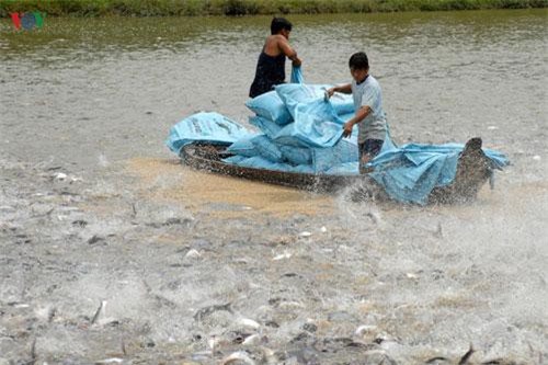 Giá cá tra giảm mạnh, người nuôi lỗ kép