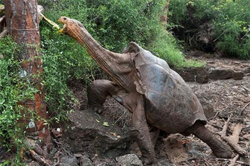 "Cụ rùa" khổng lồ 100 tuổi gây sửng sốt vì khả năng sinh sản cao