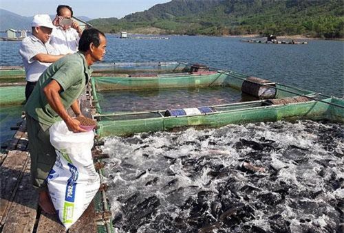 Giá cá lóc thương phẩm ở mức cao