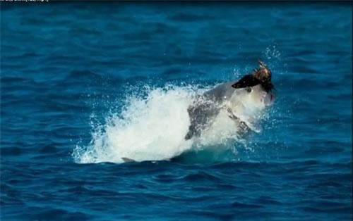 Clip: Chiêm ngưỡng tuyệt kỹ săn mồi của loài cá thích ăn thịt chim