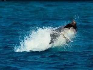 Clip: Chiêm ngưỡng tuyệt kỹ săn mồi của loài cá thích ăn thịt chim