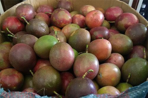 Sơn La đẩy mạnh xúc tiến xuất khẩu nông sản