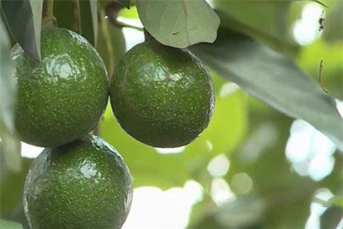 Đắk Nông: Diện tích trồng bơ vượt quy hoạch