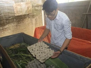 Clip: Bỏ ngang quản lý nhà hàng, thanh niên trẻ về quê nuôi dế mèn, thu gần 150 triệu đồng/năm