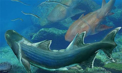 Phát hiện cá 'bọc thép' quý hiếm, sống cách đây 420 triệu năm