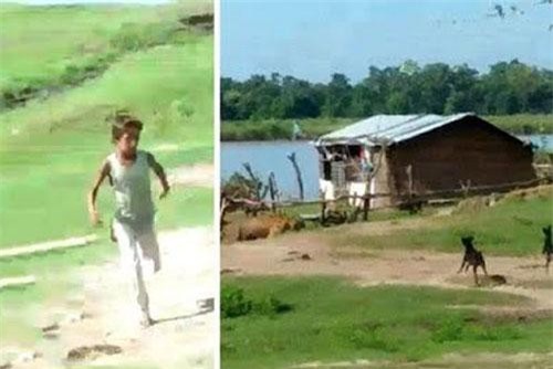 CLIP: Hổ dữ vào làng đòi tấn công người thì bị chó ‘dằn mặt’