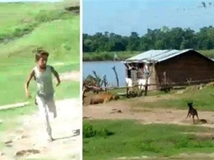 CLIP: Hổ dữ vào làng đòi tấn công người thì bị chó ‘dằn mặt’