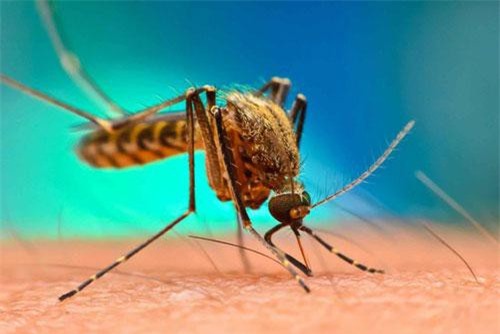 Hai hòn đảo của Trung Quốc gần như "xoá sạch" dấu vết loài muỗi