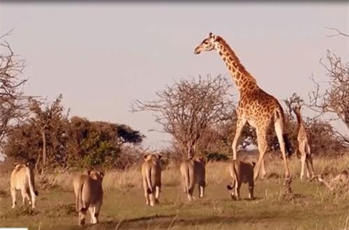 CLIP:  Sư tử suýt bỏ mạng khi tấn công hươu cao cổ