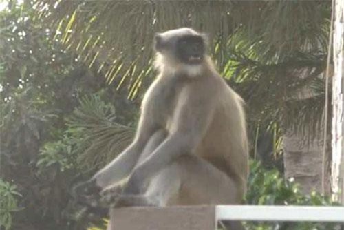 CLIP: Khỉ đuôi dài tấn công người rồi ngang nhiên thách thức cả làng bắt mình