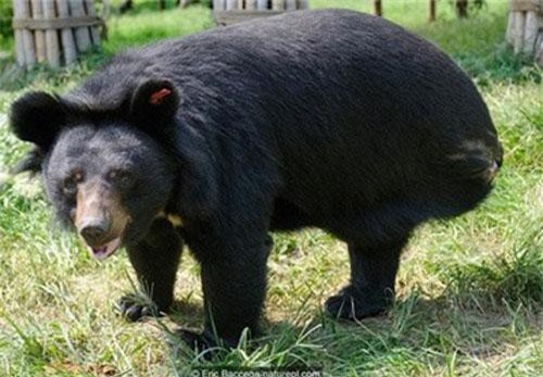 Giải mã hiện tượng kinh dị: Động vật tự ăn chính mình